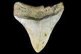 Fossil Megalodon Tooth - North Carolina #109525-2